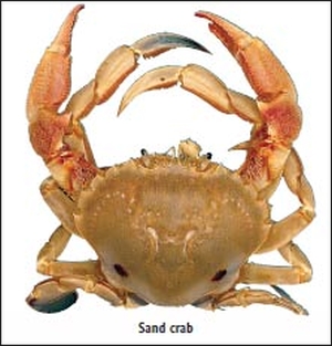 Crabbers to face court